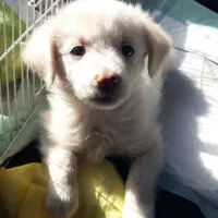 توله سگ پامر