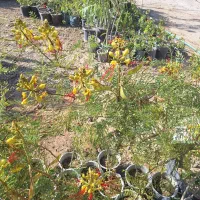نهال گل و بوته درخت ابریشم مصری و ایرانی