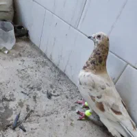 توضیحات روبخون