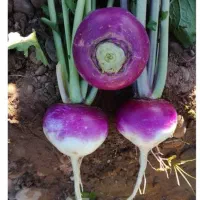 شلغم تازه شیرین