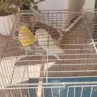 طوطی برزیلی فیشر|پرنده|کرج, دهقان ویلا|دیوار