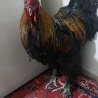 مرغ وخروس برهما