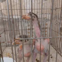 جوجه لاری|حیوانات مزرعه|اهواز, زندوکیلی|دیوار