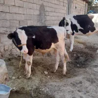 گوساله|حیوانات مزرعه|خرم‌آباد, |دیوار