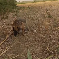 سگ پاکوتاه ماده|سگ|مینودشت, |دیوار