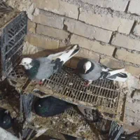 به علت زیاد بودن