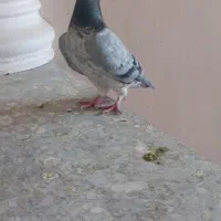 بهبهانی پلاکی