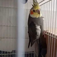 جفت عروس هلندی