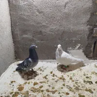 کفتر بوم جفت نر