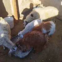 کهره،بره                               شهرک توحید