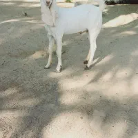 چپش گلابی گوش بلند|حیوانات مزرعه|جیرفت, |دیوار