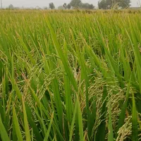 برنج ندا ۲تن|خوردنی و آشامیدنی|کردکوی, |دیوار