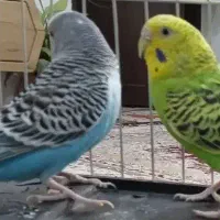 دو عدد مرغ عشق|پرنده|سنندج, |دیوار