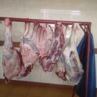 شتر