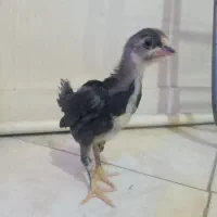 دامپزشکی سیار طیور وخرید و فروش دس جوجه ک