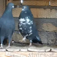 کبوتر