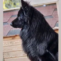 ژرمن بلک کشش کینگ سایز