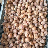 خرما برحی عسلی