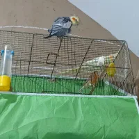 یک جفت عاروس هلندی|پرنده|اردکان, |دیوار