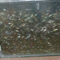 ماهی گوپی مولد و غذا وان پلی اتیلن