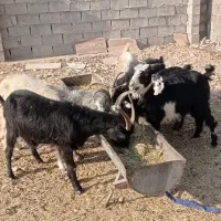 بز داشتی جوان شکم اول