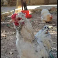 حیوانات خانگی|حیوانات مزرعه|هشتگرد, خور|دیوار