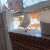 نیاز داشتن به پول