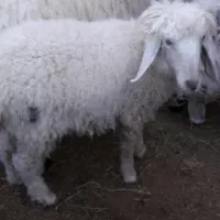 قوچ یک ساله