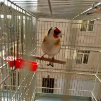 سره دهن دار