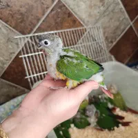 جوجه گرینچیک سرلاکی یلو ساید نرم خور