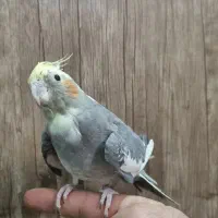 عروس هلندی ارزان