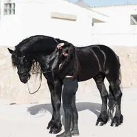 سوارکاری آزاد ، گشت صحرایی ، عکاسی با اسب|اسب و تجهیزات اسب‌سواری|تهران, چیتگر جنوبی|دیوار