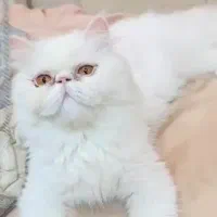 گربه پرشین اگزوتیک باردار