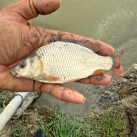 بچه ماهی آمور وکپور