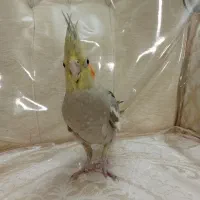 عروس هلندی|پرنده|قدس, شهر‌قدس|دیوار