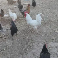 خروس سفید