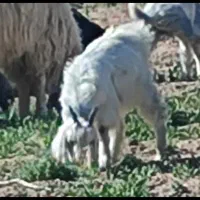 کهره بز گوسفند