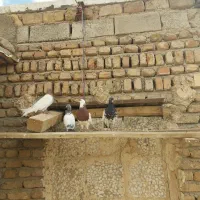 چهار عدد کبوتر