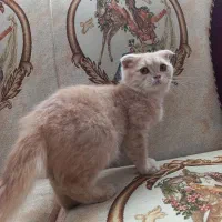 اسکاتیش کاراملی|گربه|تبریز, |دیوار