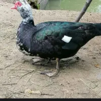 اردک اسراییلی نر