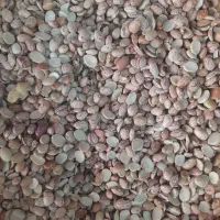لوبیاچیتی شکسته و سالم وانواع حبوبات