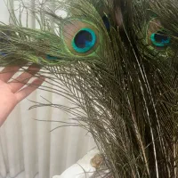 پرطاووس اصل هند|پرنده|مشهد, جانباز|دیوار