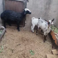 میش جوان مهریز|حیوانات مزرعه|مهریز, |دیوار