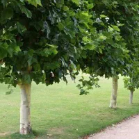 درختان ۷تا ۱۵ متر ارتفاع تبدیل زمین به باغ بزرگ|خدمات باغبانی و درختکاری|مشهد, کشاورز|دیوار