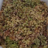 حراج انگور درجه دو مناسب شیره و سرکه