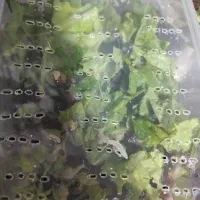 حلزون مولد|خزنده|تهران, مشیریه|دیوار