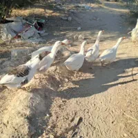 فروش غاز محلی در جم