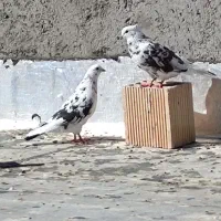 فروش فوری کبوتر کاشانی
