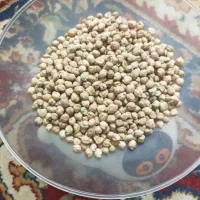 فروش عدس و نخود محلی|خوردنی و آشامیدنی|شیراز, پشم شیشه|دیوار