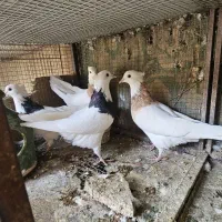 کفتر کبوتر مفلق ماده طوقی|پرنده|اصفهان, سرچشمه|دیوار